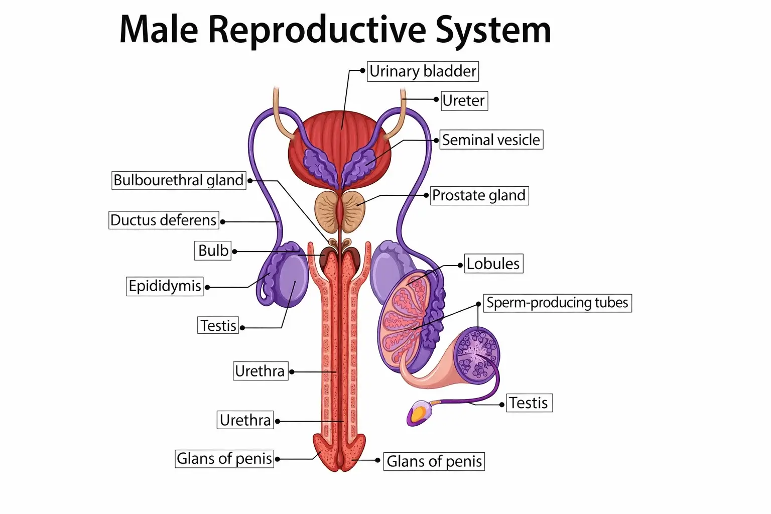 Male Infertility: A Complete Ayurvedic Guide to Causes, Symptoms, and Natural Recovery